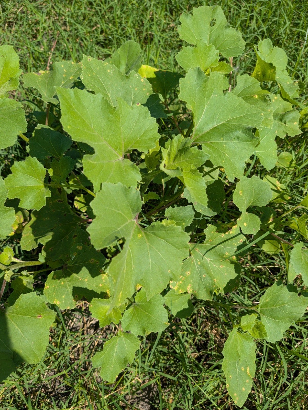 Close view of cocklebur leaves, shallowly three-lobed and rough, spotted with yellow-ringed rust lesions