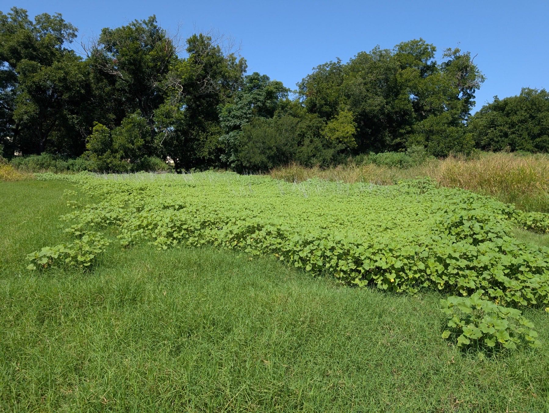 A dense patch of bright-green cocklebur filling a low spot in the pasture, ringed by grass, with the tree line behind