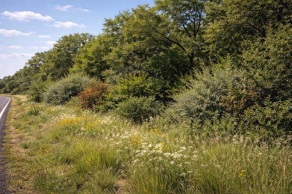Intended condition — Eastern Shelterbelt