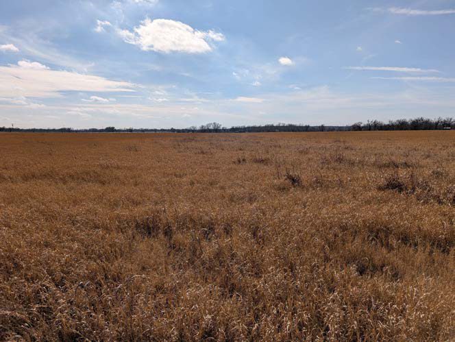 Existing condition — Drainage Savanna Corridor