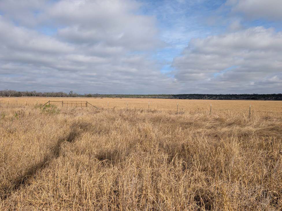 Existing condition — Western Headwaters Savanna