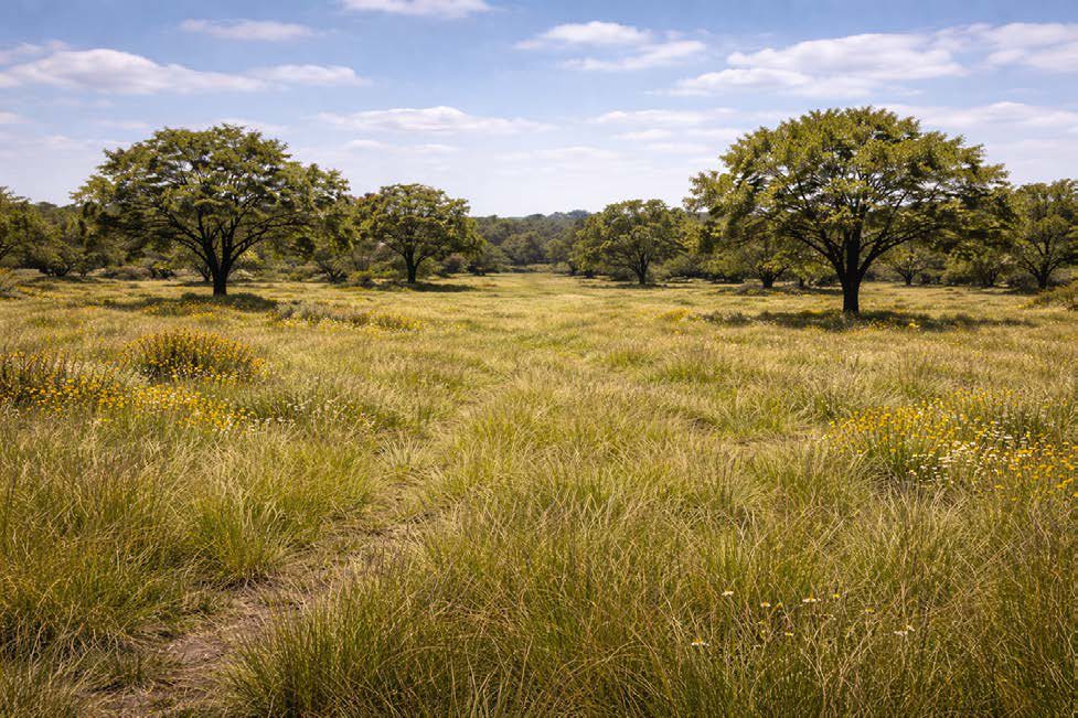 Intended condition — Western Headwaters Savanna