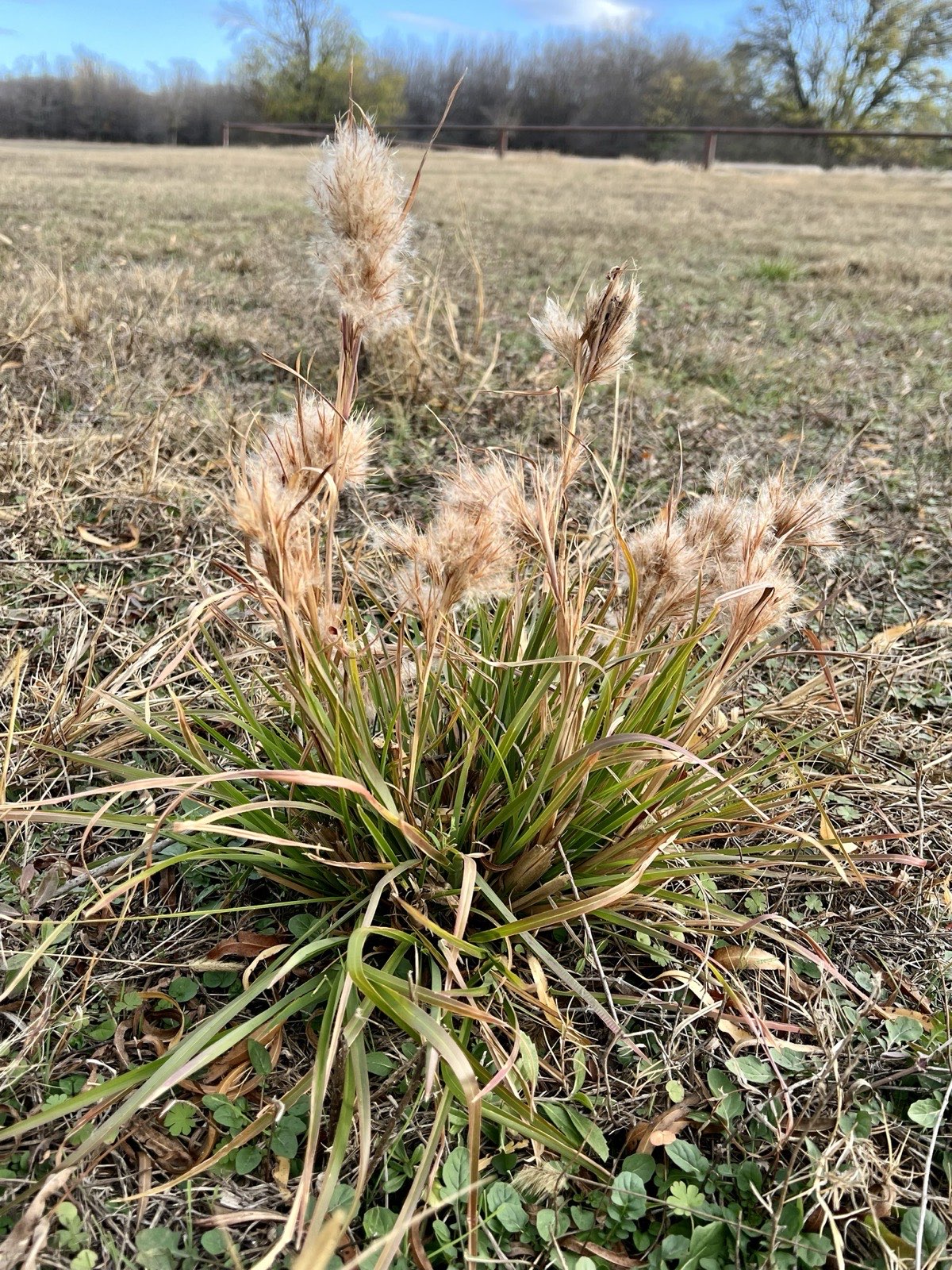 Bushy Bluestem — Andropogon glomeratus