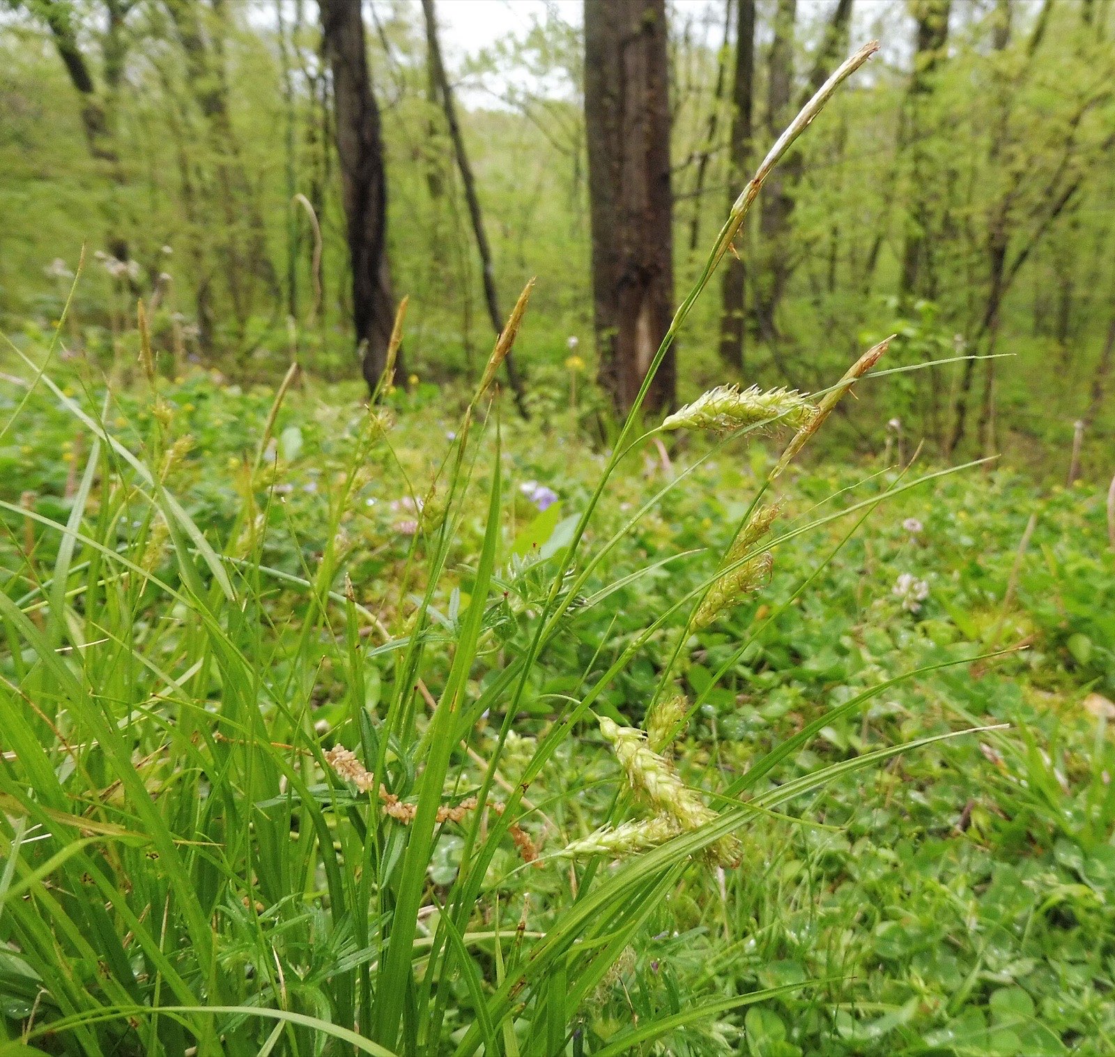 Cherokee Sedge — Carex cherokeensis
