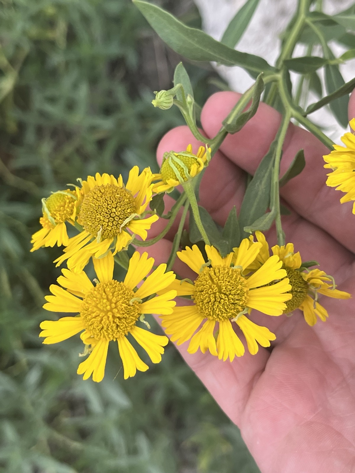 Common Sneezeweed — Helenium autumnale