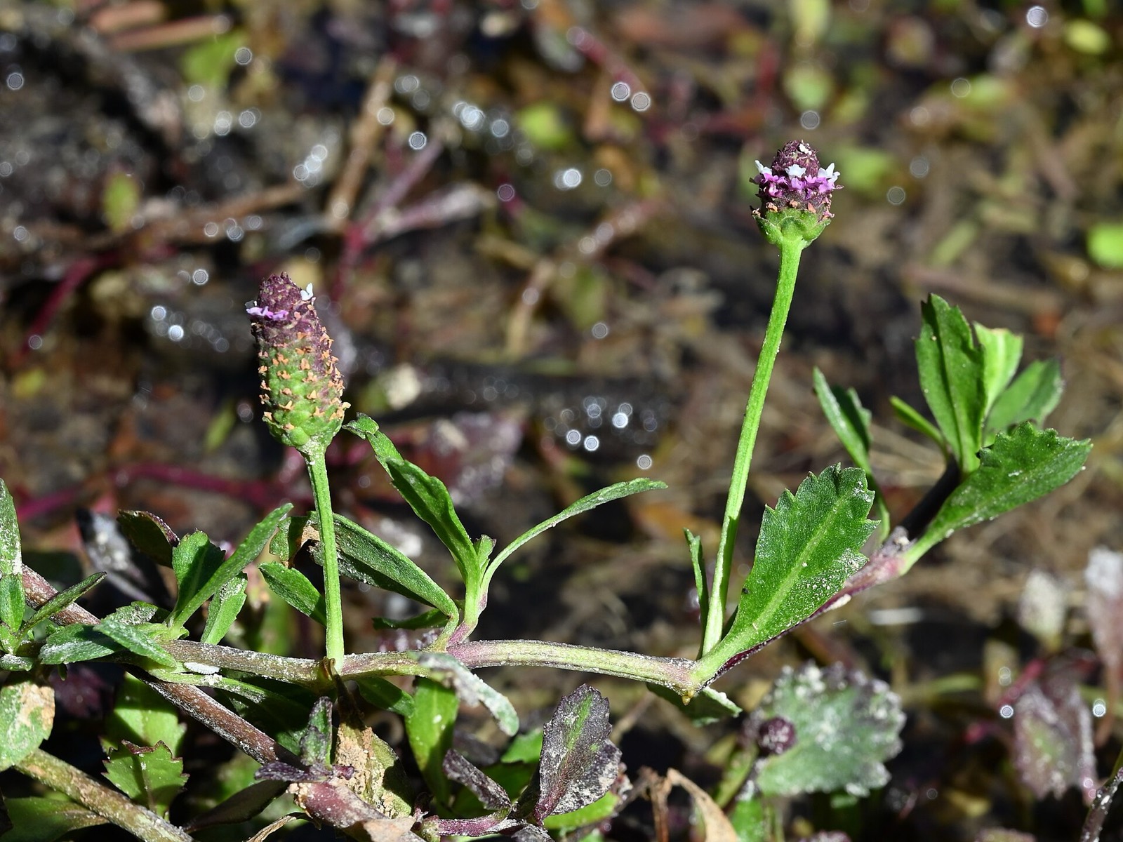 Frogfruit — Phyla nodiflora