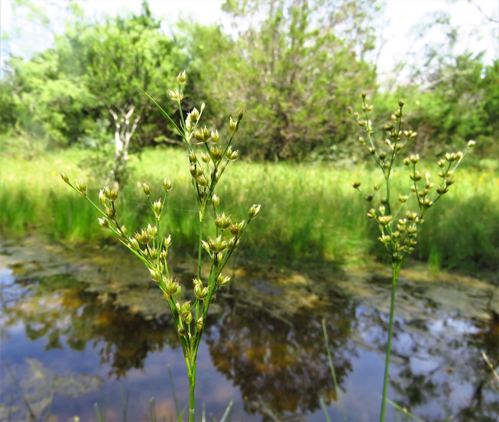 Grass-Leaved Rush — Juncus marginatus
