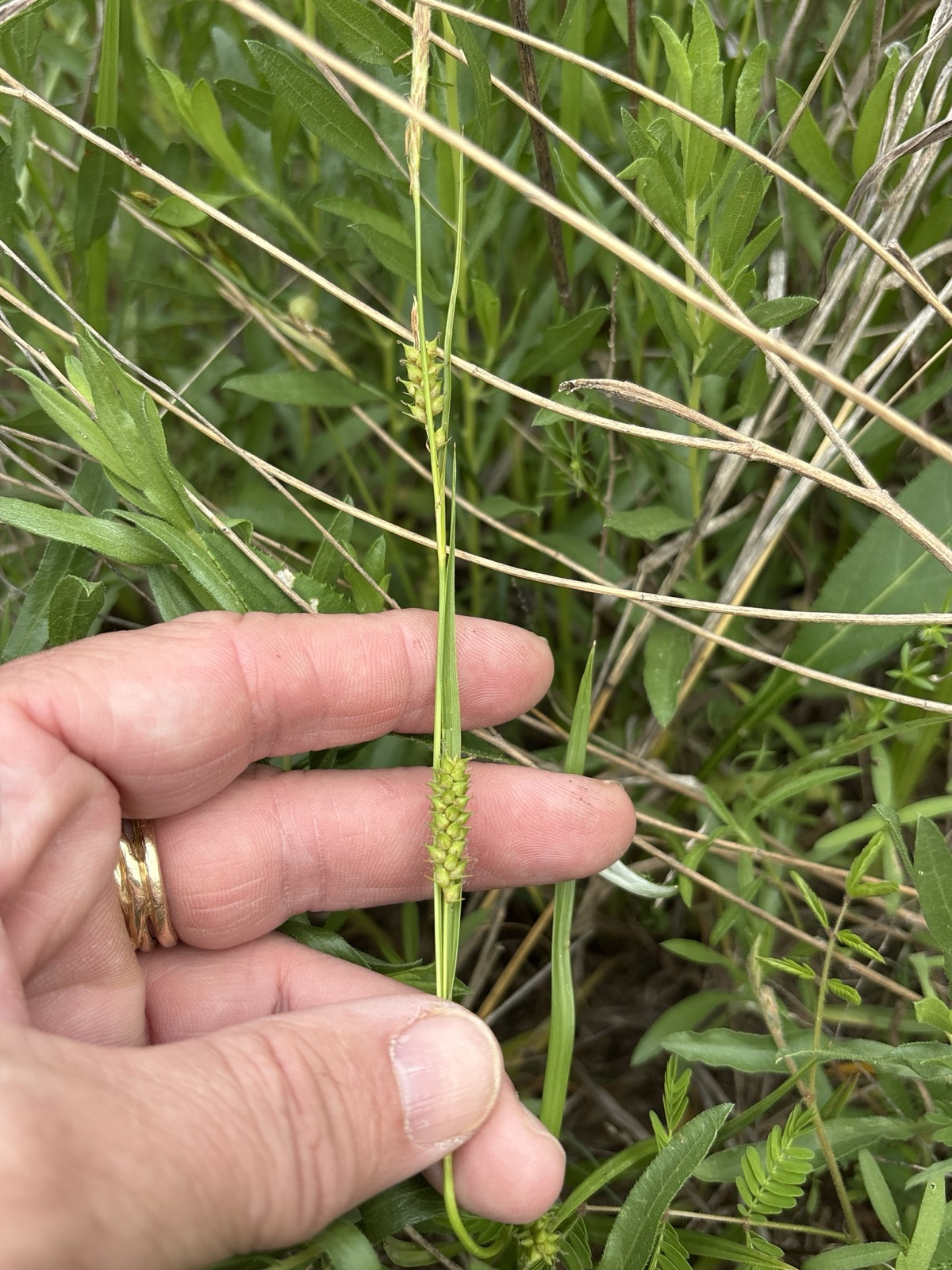 Littletooth Sedge — Carex microdonta