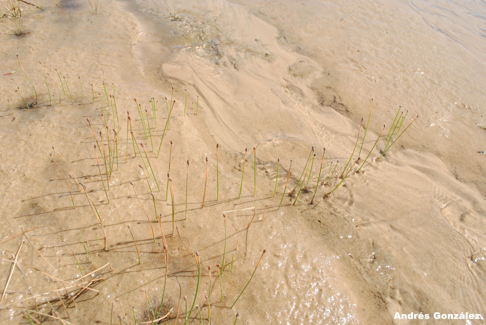 Sand Spikerush — Eleocharis montevidensis