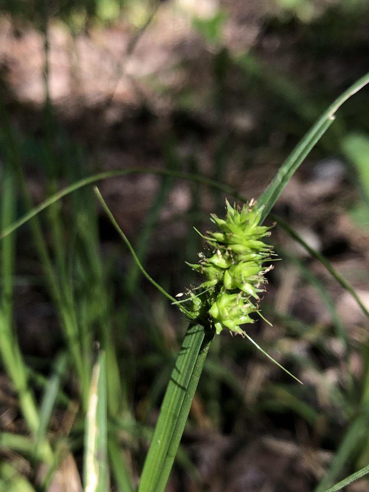 Texas Meadow Sedge — Carex perdentata
