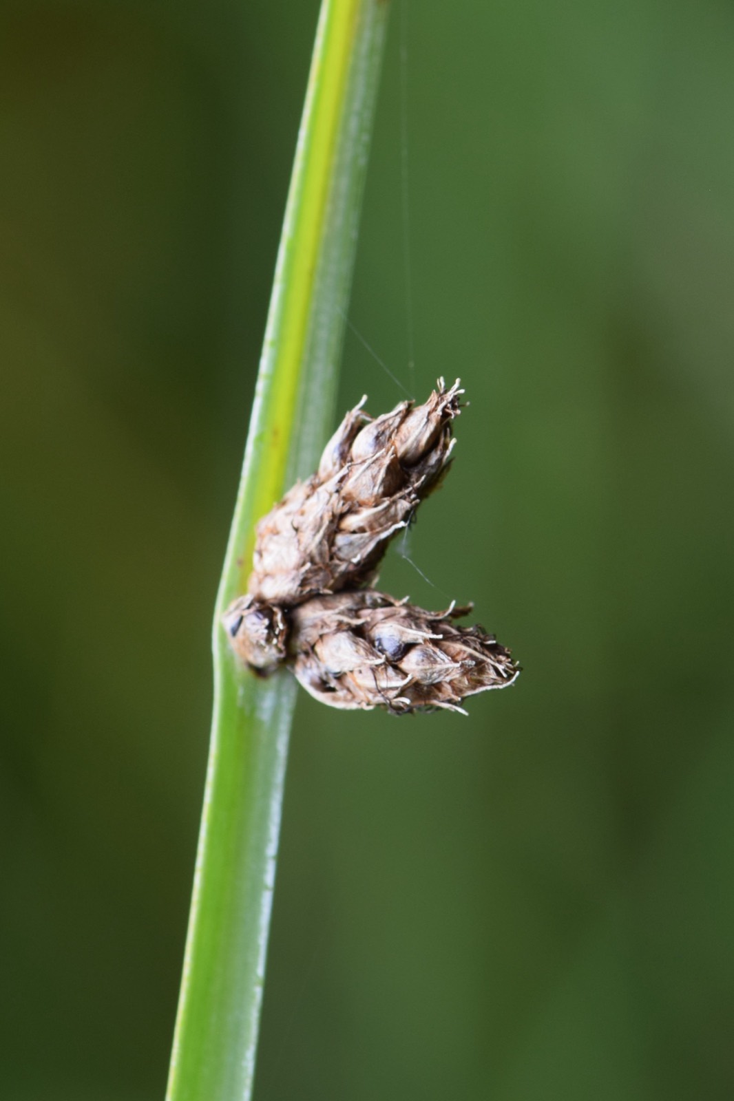 Three-Square Bulrush — Schoenoplectus pungens