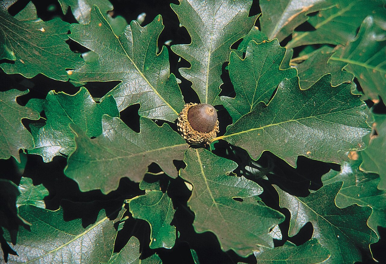 Bur Oak — form