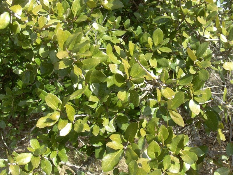 Live Oak — form