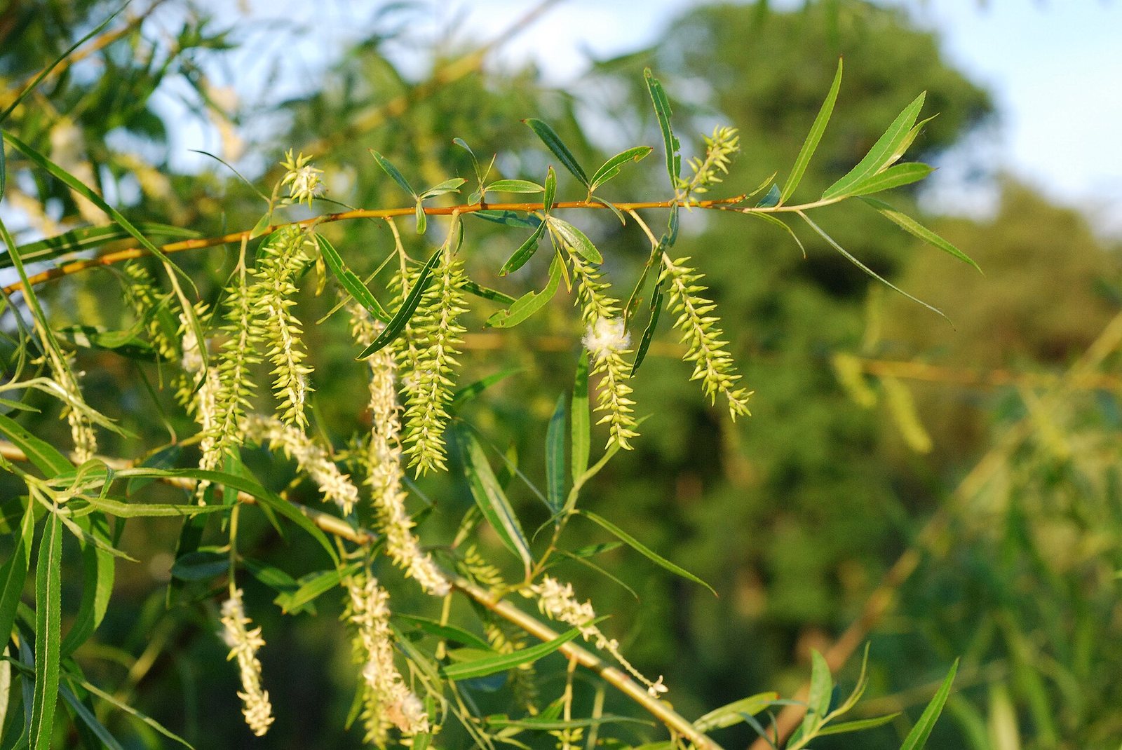 Black Willow — detail