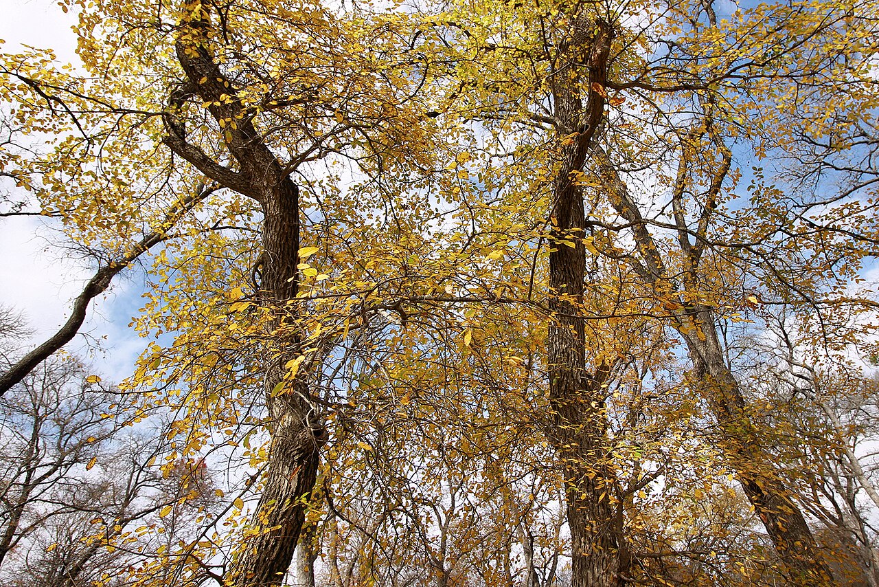 Cedar Elm — form
