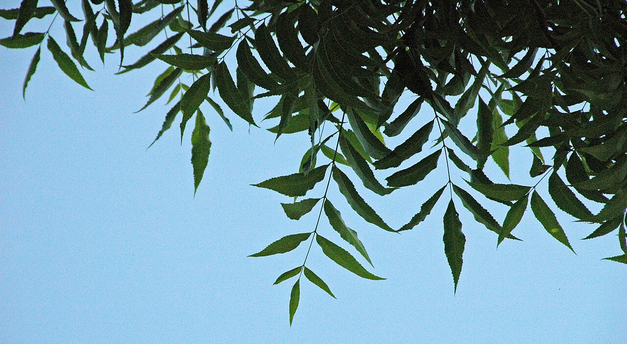 Pecan — form
