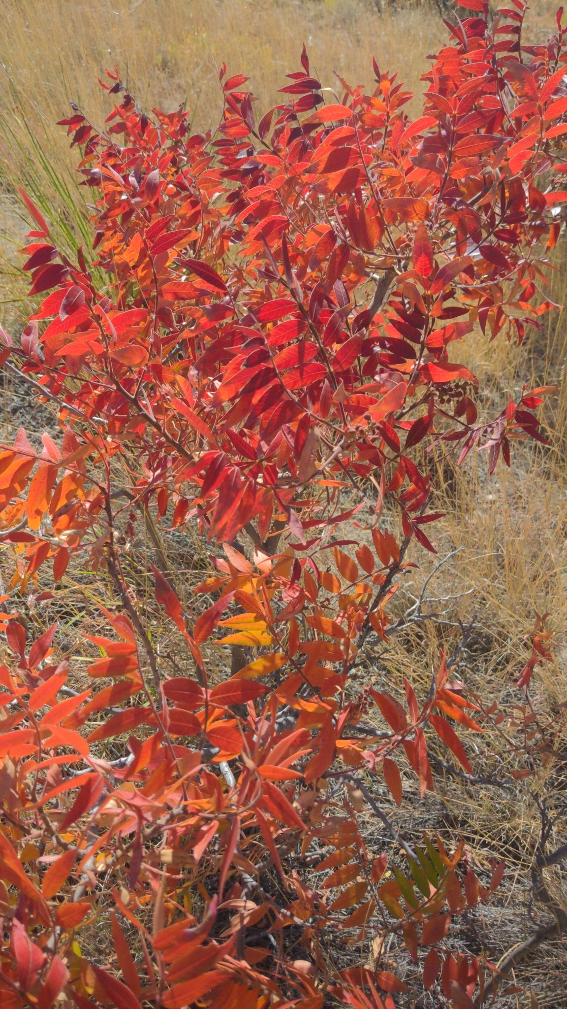 Flameleaf Sumac — form