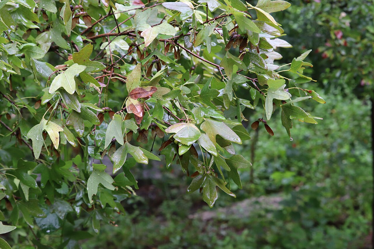 Bigtooth Maple — form