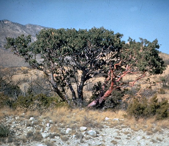 Texas Madrone — form