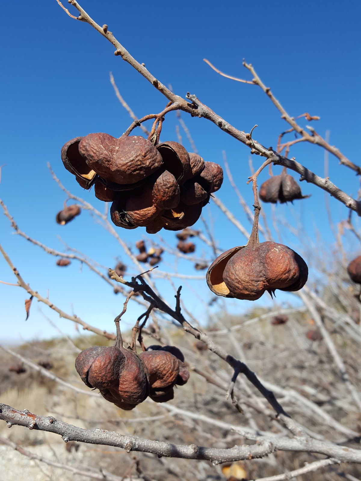 Mexican Buckeye — detail