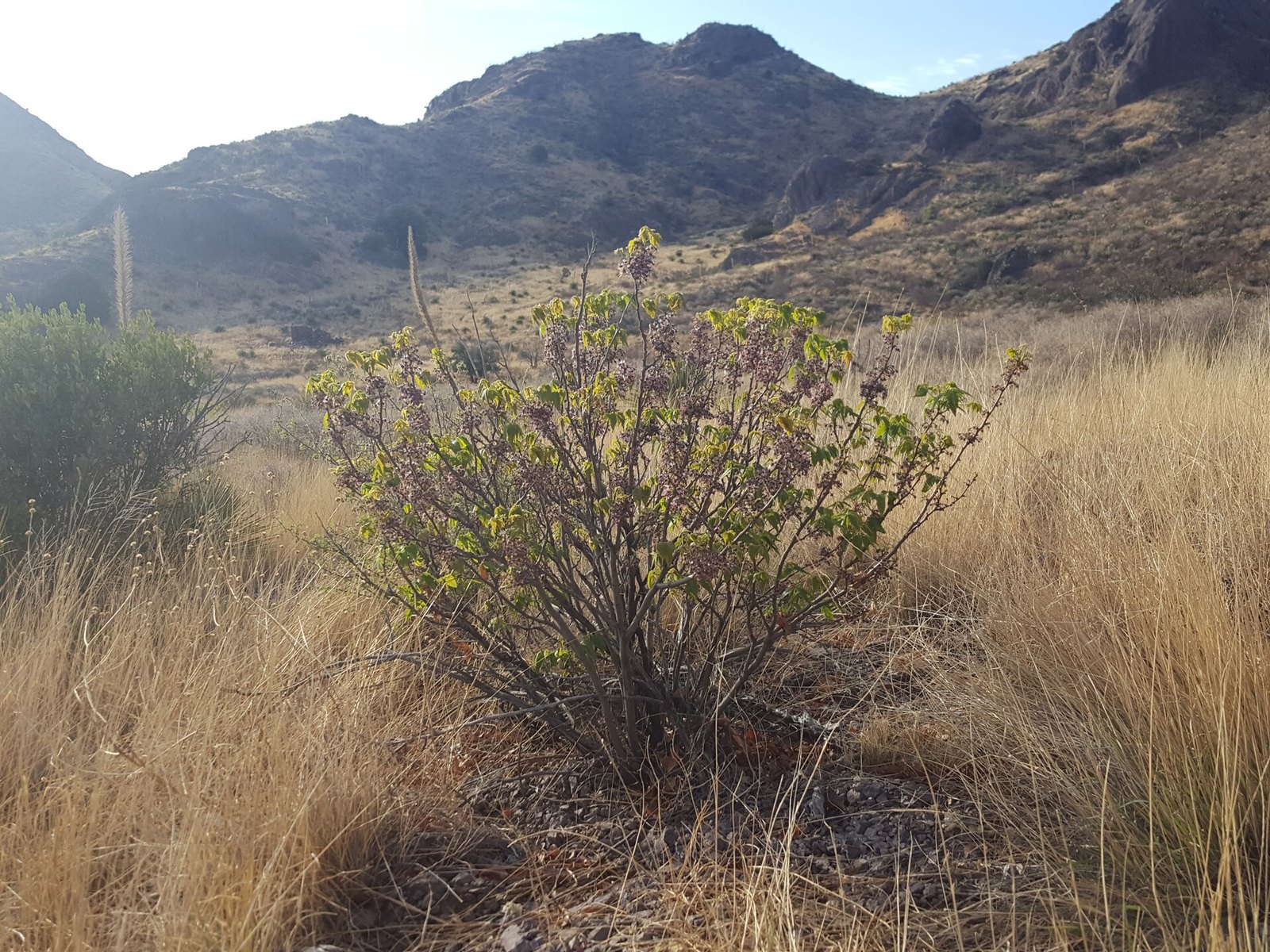 Mexican Buckeye — form