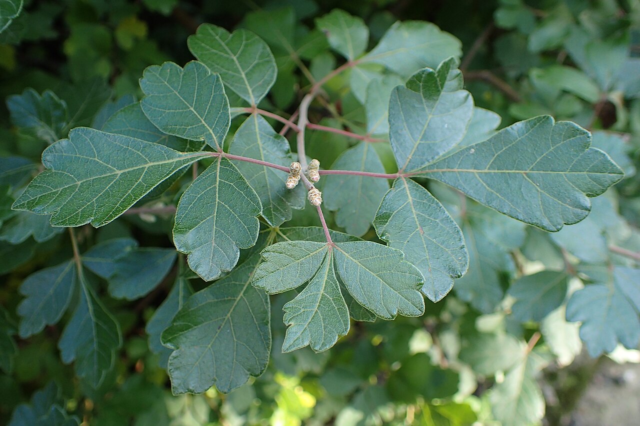 Fragrant Sumac — form