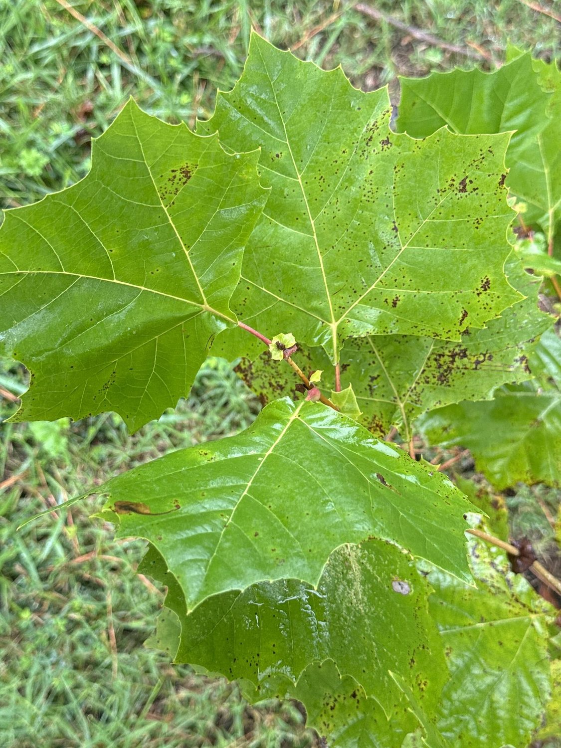 Texas Sycamore — detail