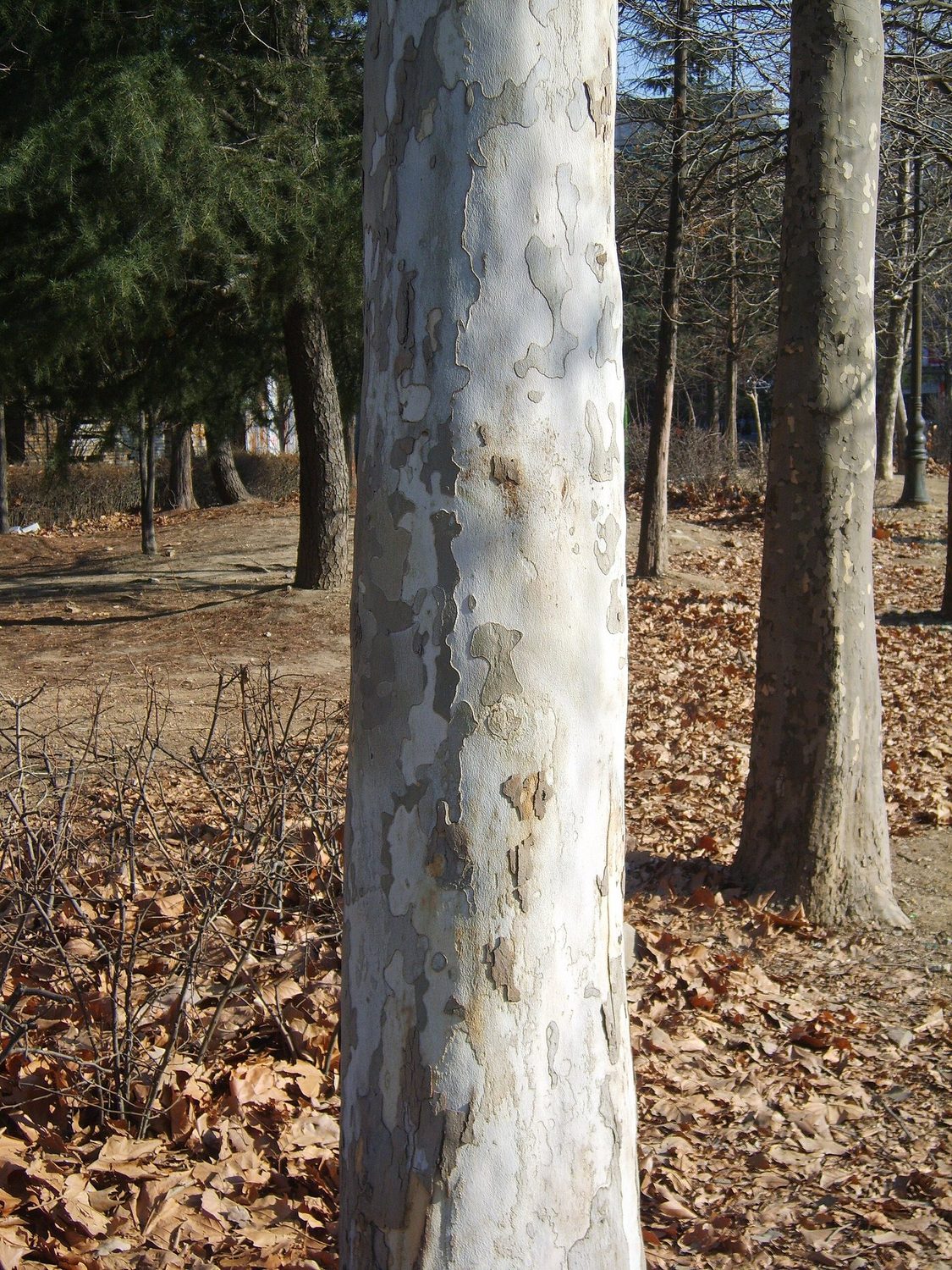Texas Sycamore — form