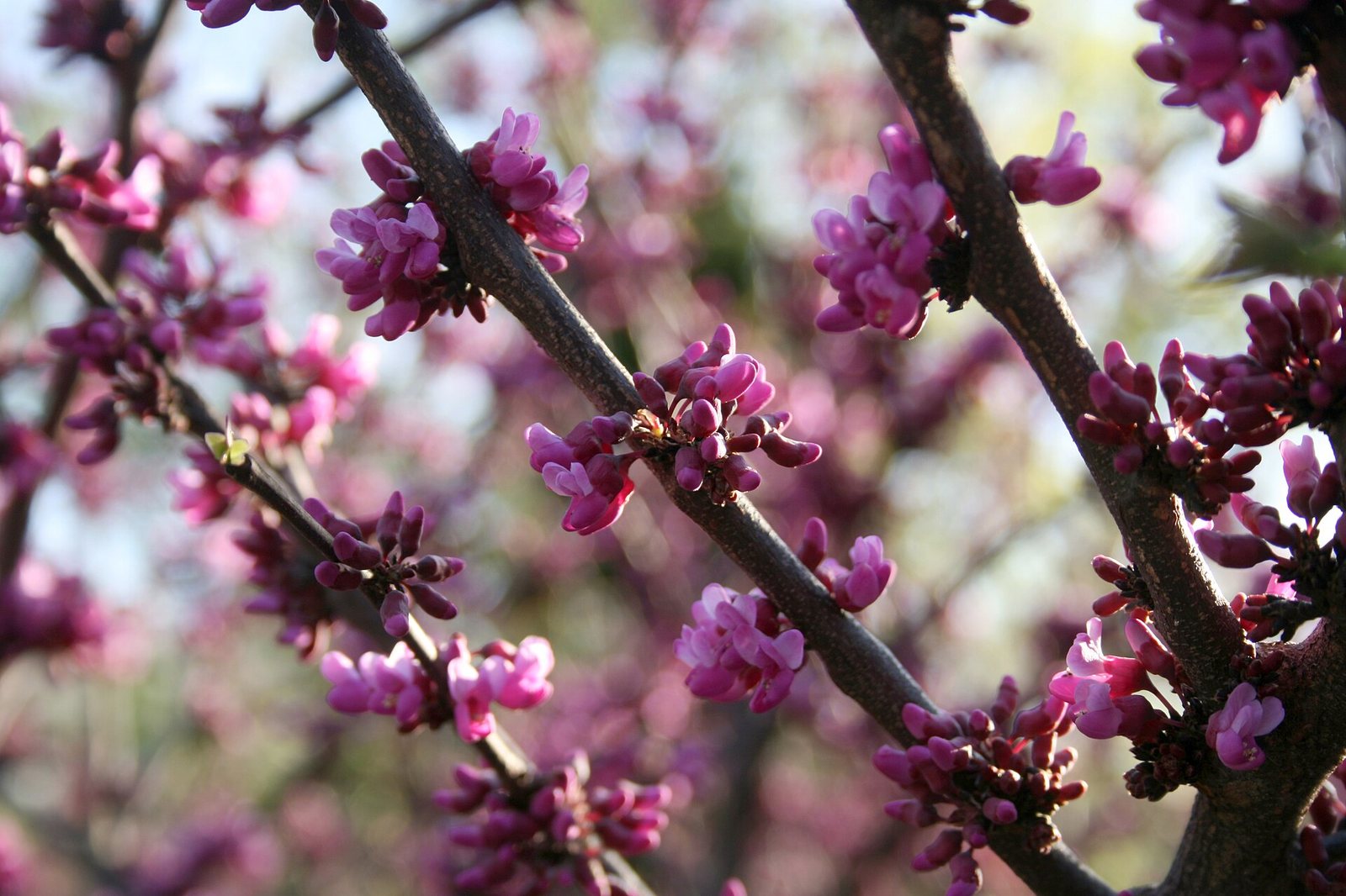 Texas Redbud — form