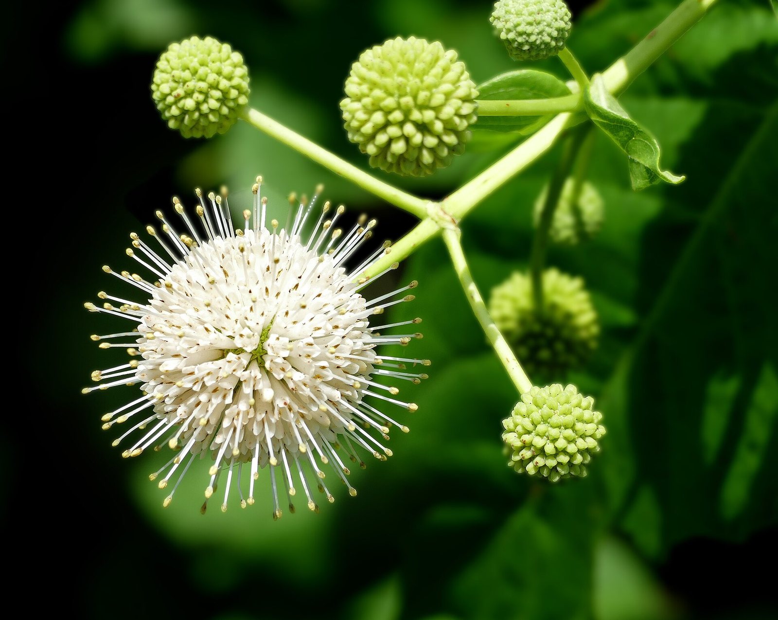 Buttonbush — form