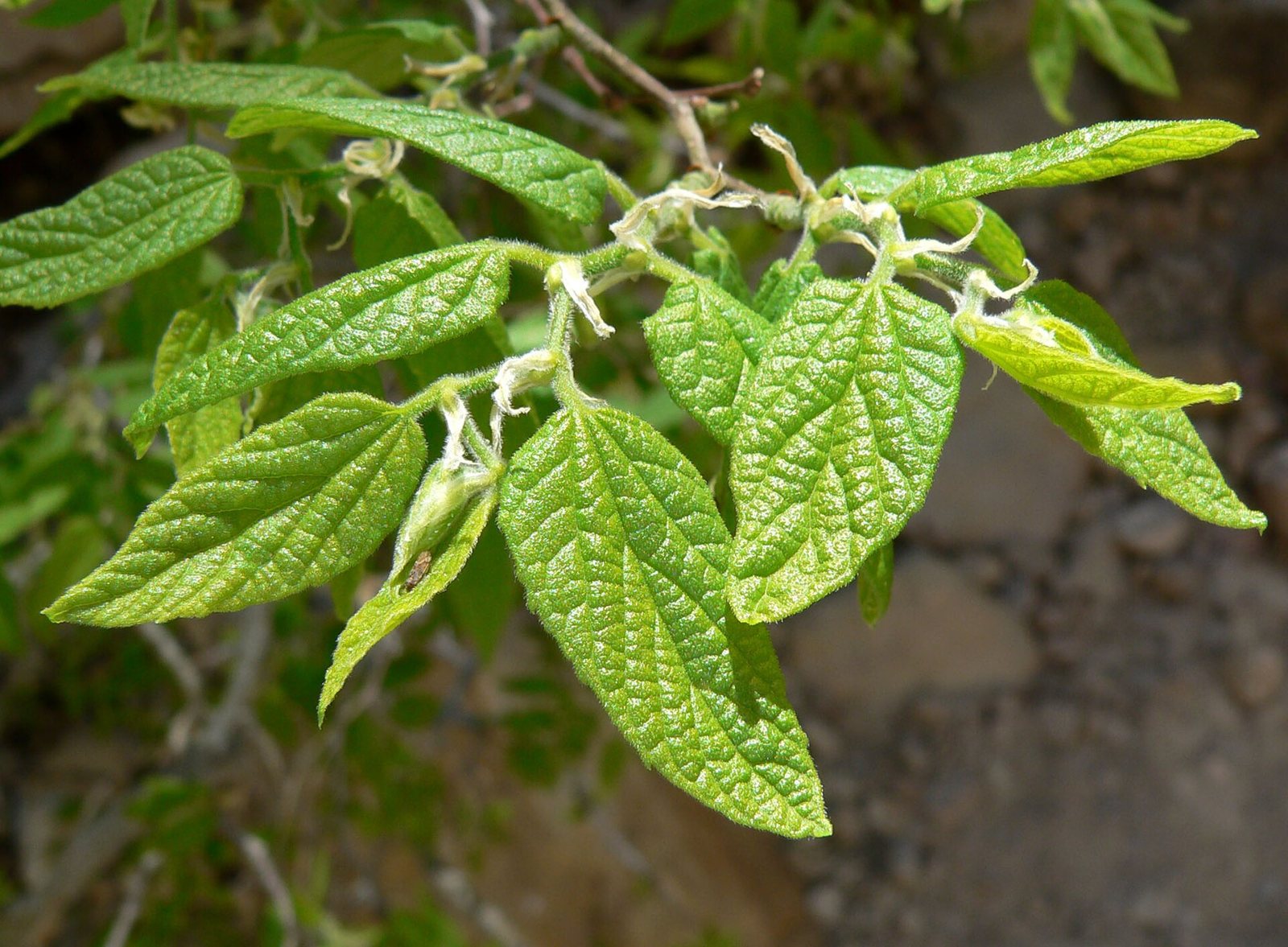 Netleaf Hackberry — form